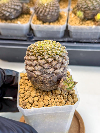 Euphorb Bupleurifolia (2) | Rare House Plant