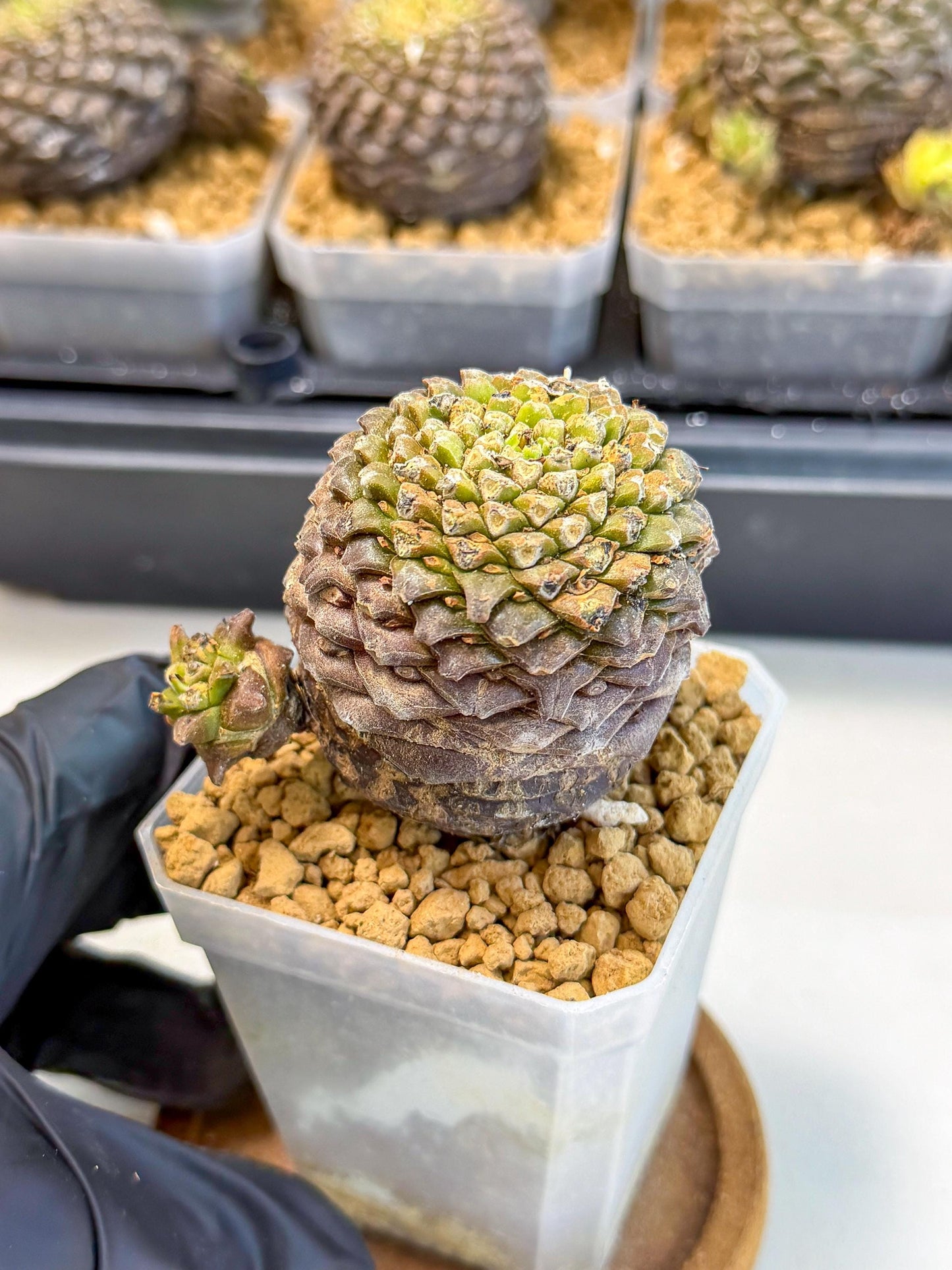 Euphorb Bupleurifolia (2) | Rare House Plant