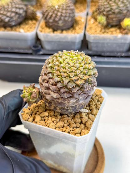 Euphorb Bupleurifolia (2) | Rare House Plant
