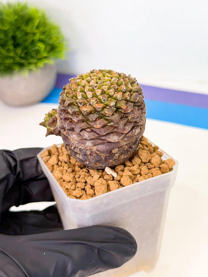 Euphorb Bupleurifolia (2) | Rare House Plant