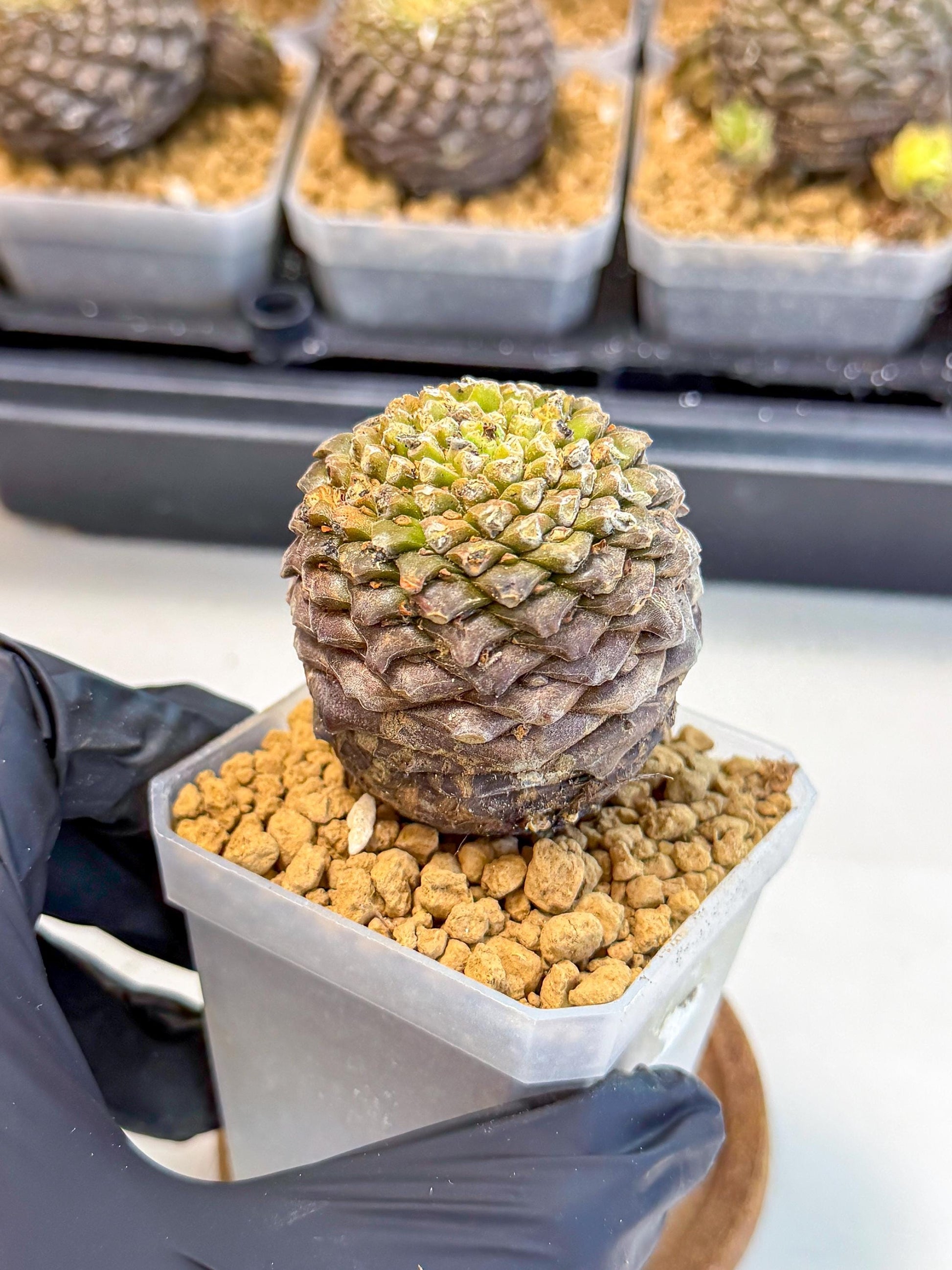 Euphorb Bupleurifolia (2) | Rare House Plant