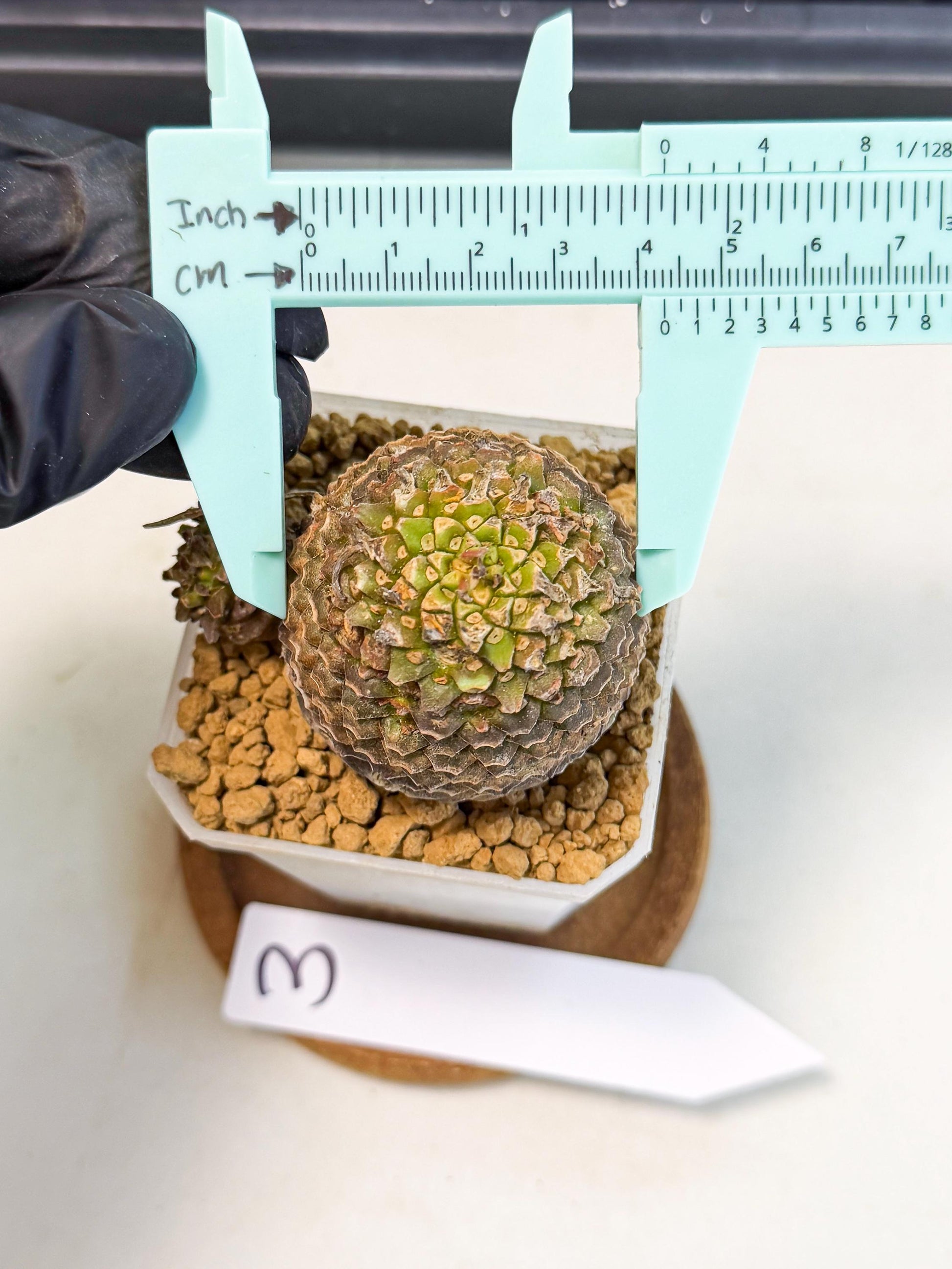 Euphorb Bupleurifolia (3) | Rare House Plant