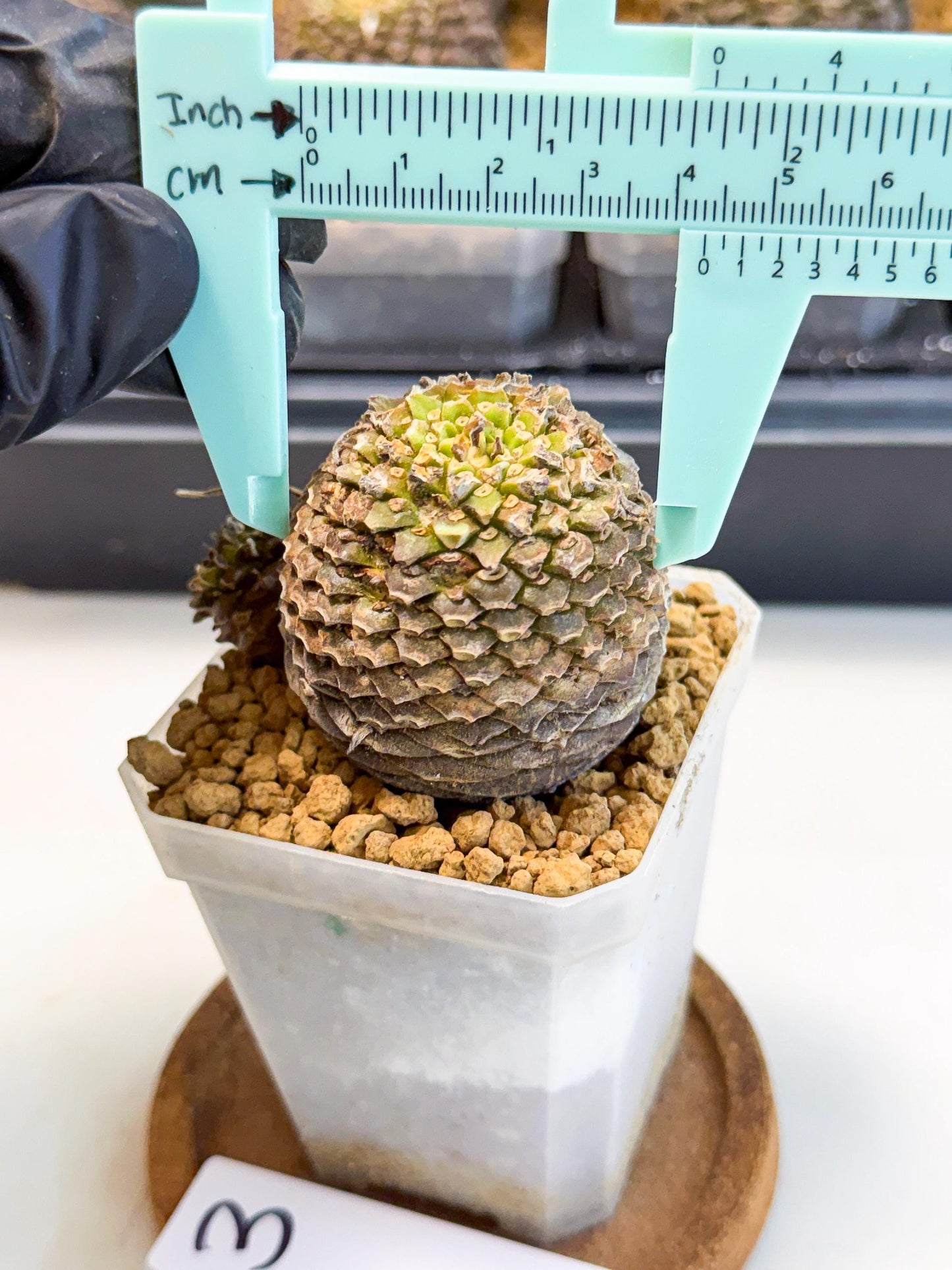 Euphorb Bupleurifolia (3) | Rare House Plant