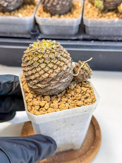 Euphorb Bupleurifolia (3) | Rare House Plant