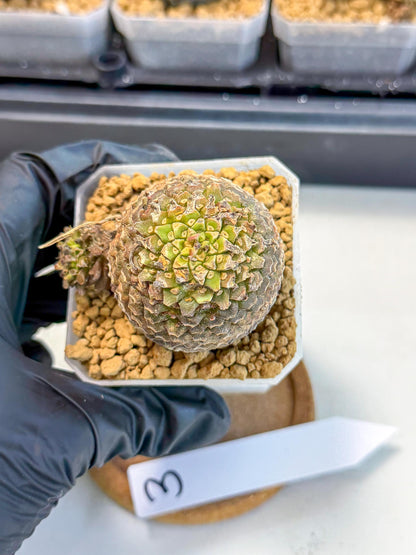 Euphorb Bupleurifolia (3) | Rare House Plant