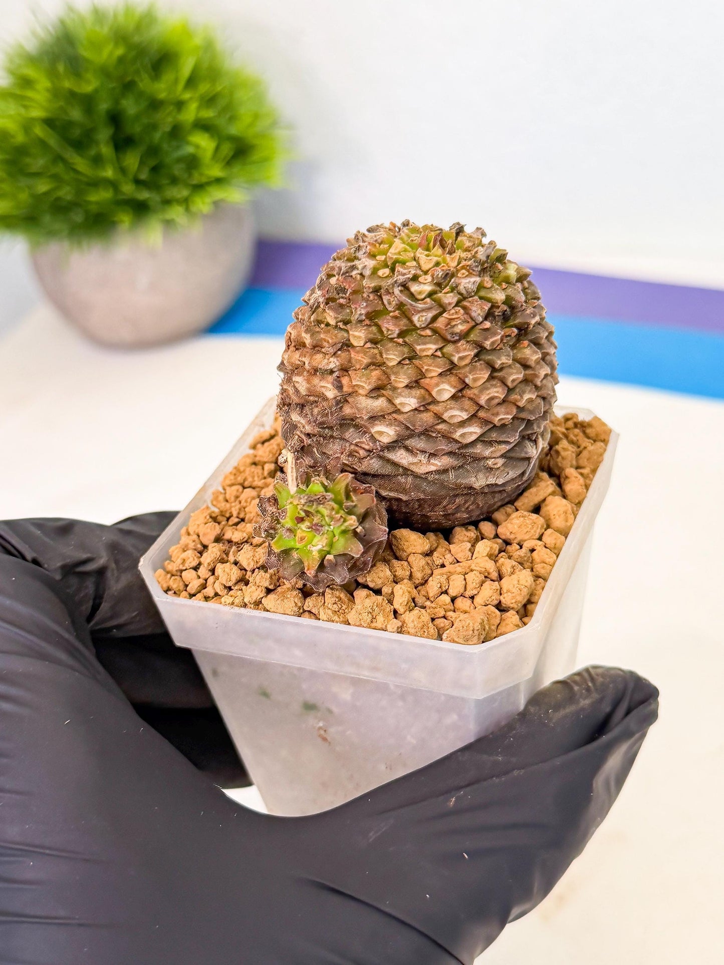 Euphorb Bupleurifolia (3) | Rare House Plant