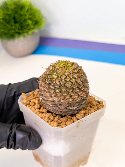 Euphorb Bupleurifolia (3) | Rare House Plant