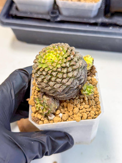 Euphorb Bupleurifolia (4) | Rare House Plant