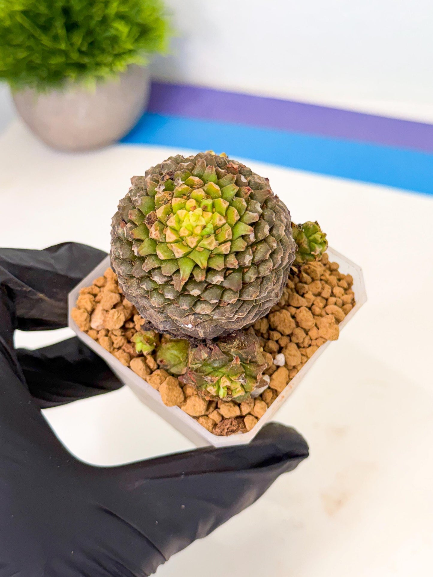 Euphorb Bupleurifolia (4) | Rare House Plant