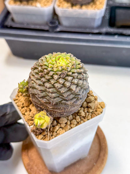 Euphorb Bupleurifolia (4) | Rare House Plant