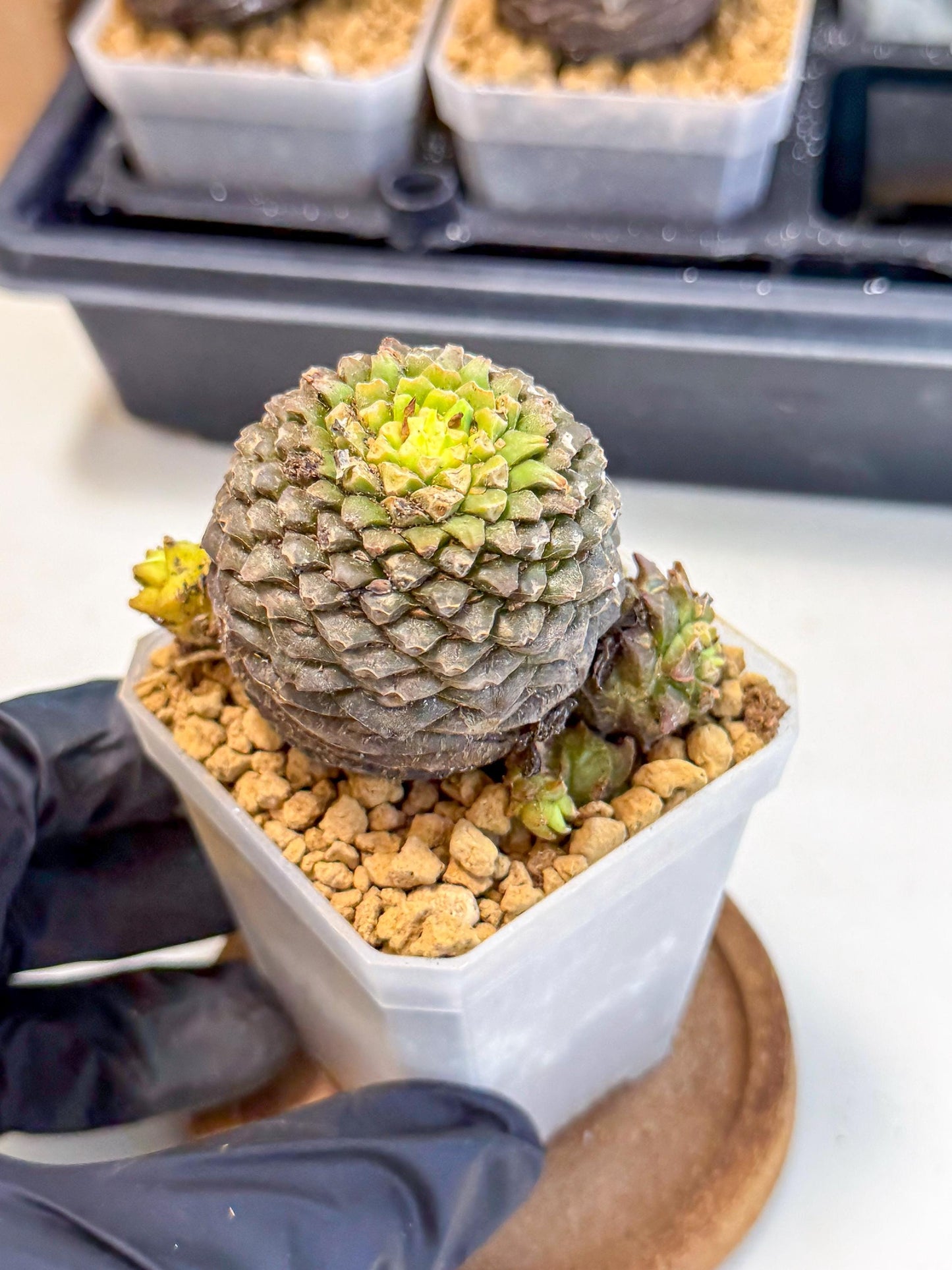 Euphorb Bupleurifolia (4) | Rare House Plant
