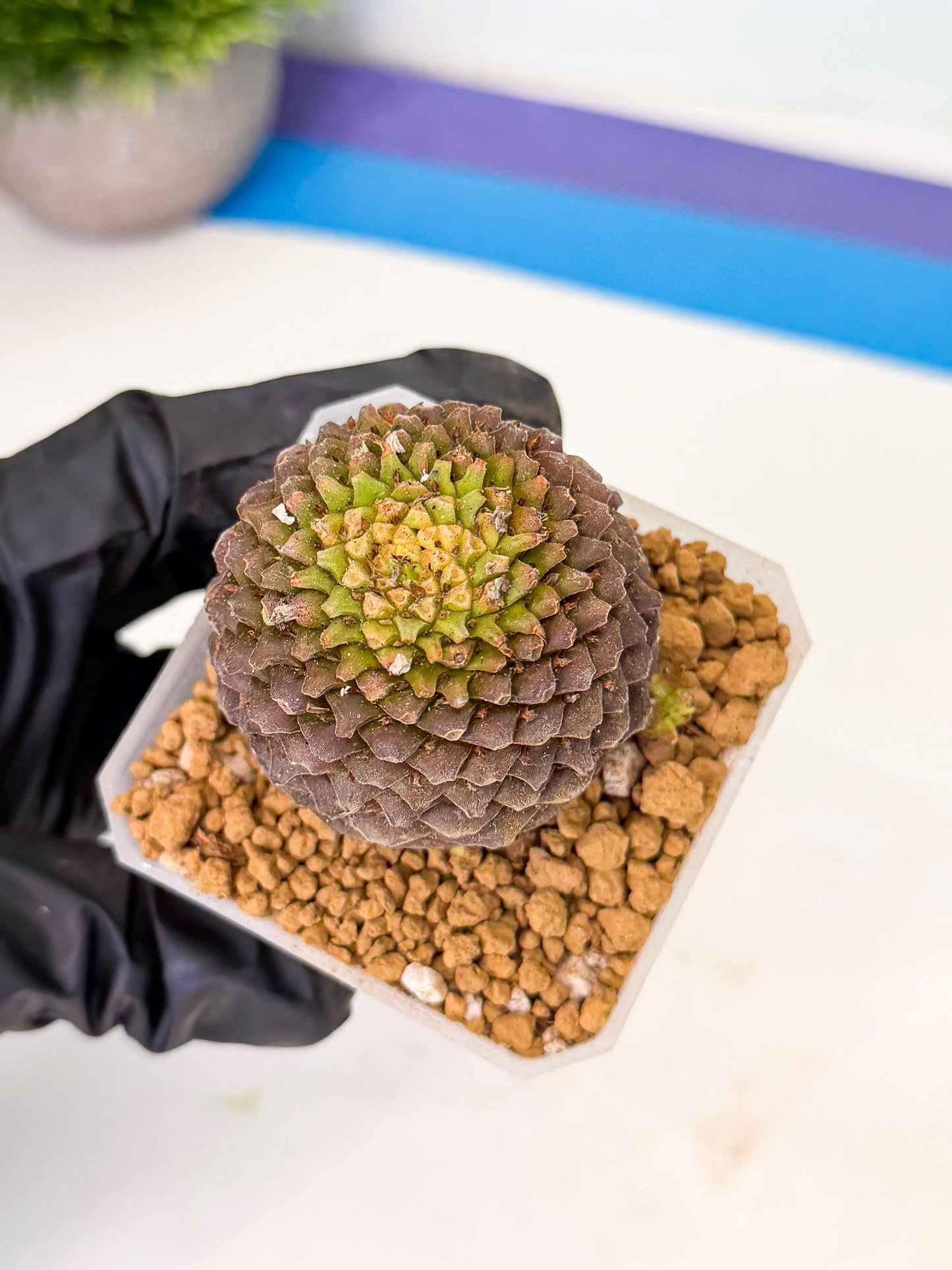 Euphorb Bupleurifolia (5) | Cactus Bonsai