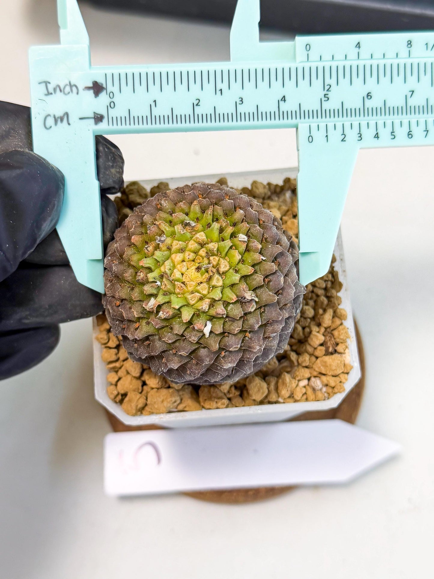 Euphorb Bupleurifolia (5) | Cactus Bonsai
