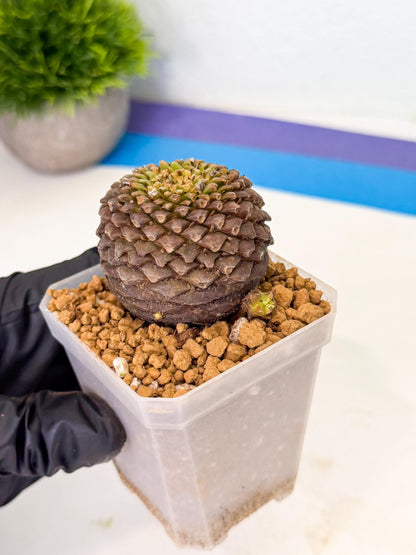 Euphorb Bupleurifolia (5) | Cactus Bonsai