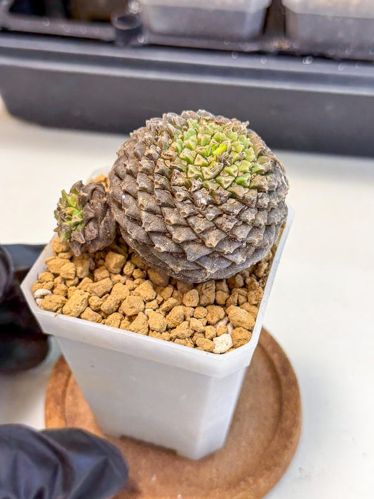 Euphorb Bupleurifolia (6) | Cactus Bonsai