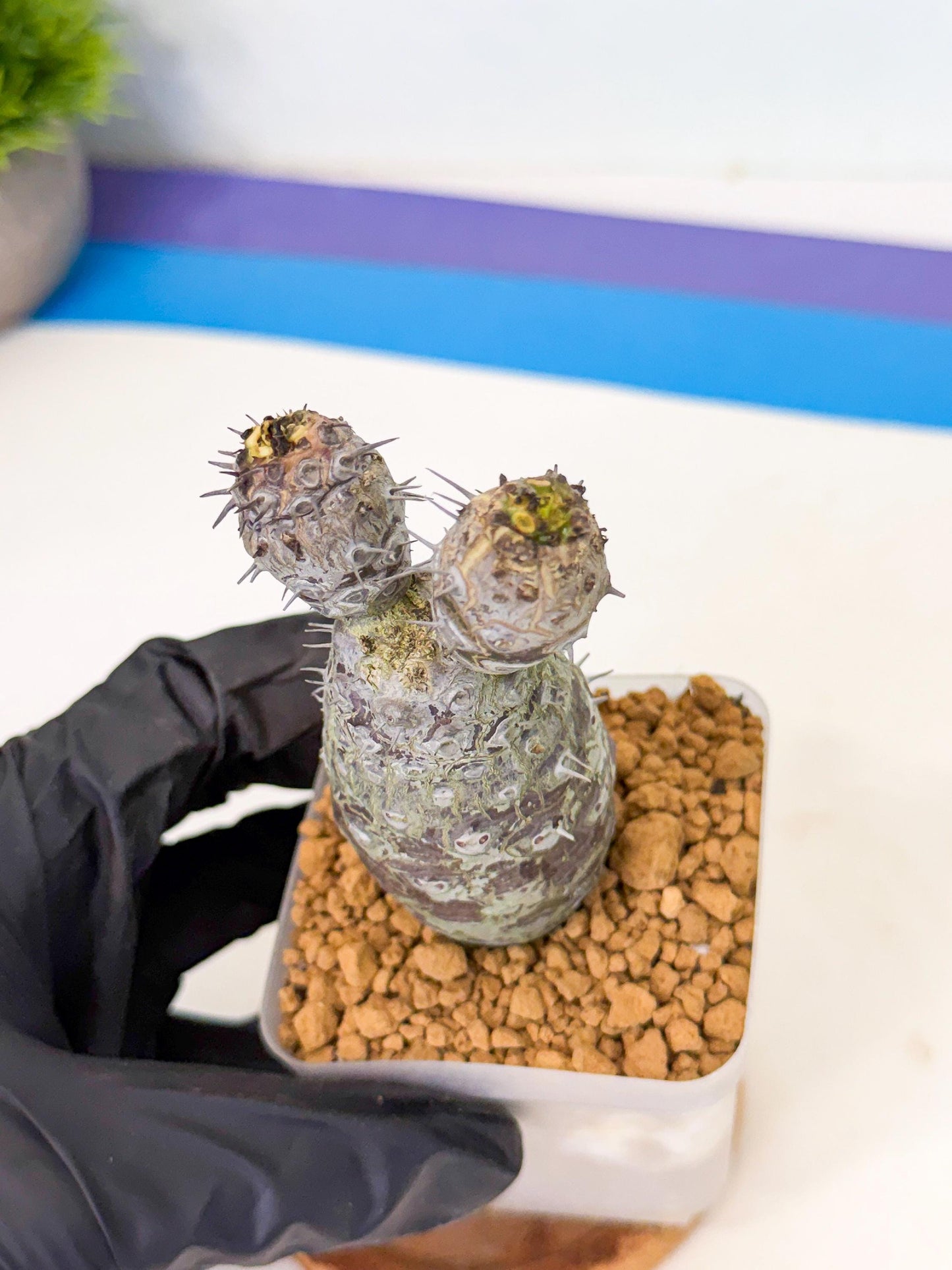 Pachypodioides (2) | Cactus Bonsai
