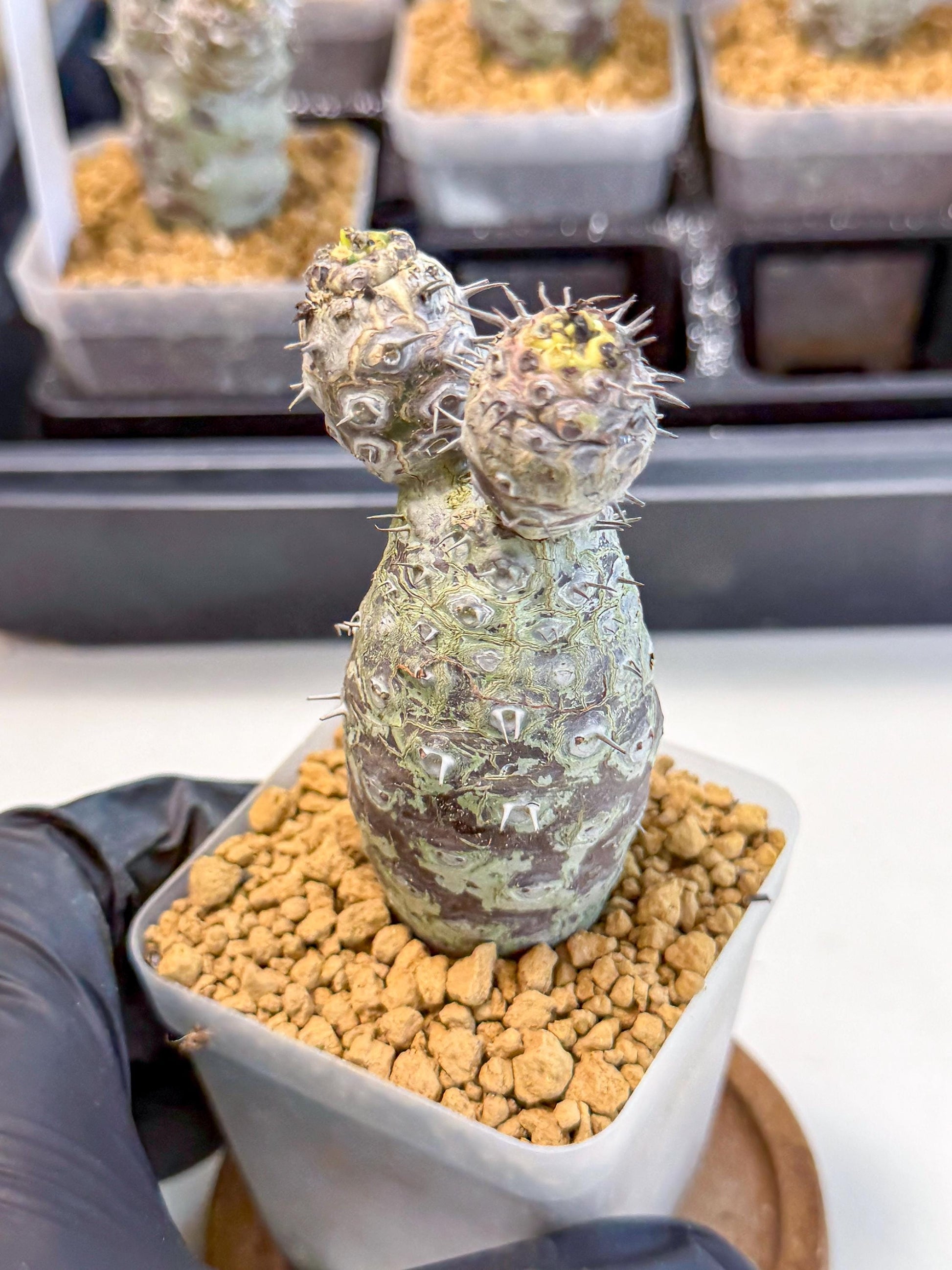 Pachypodioides (2) | Cactus Bonsai