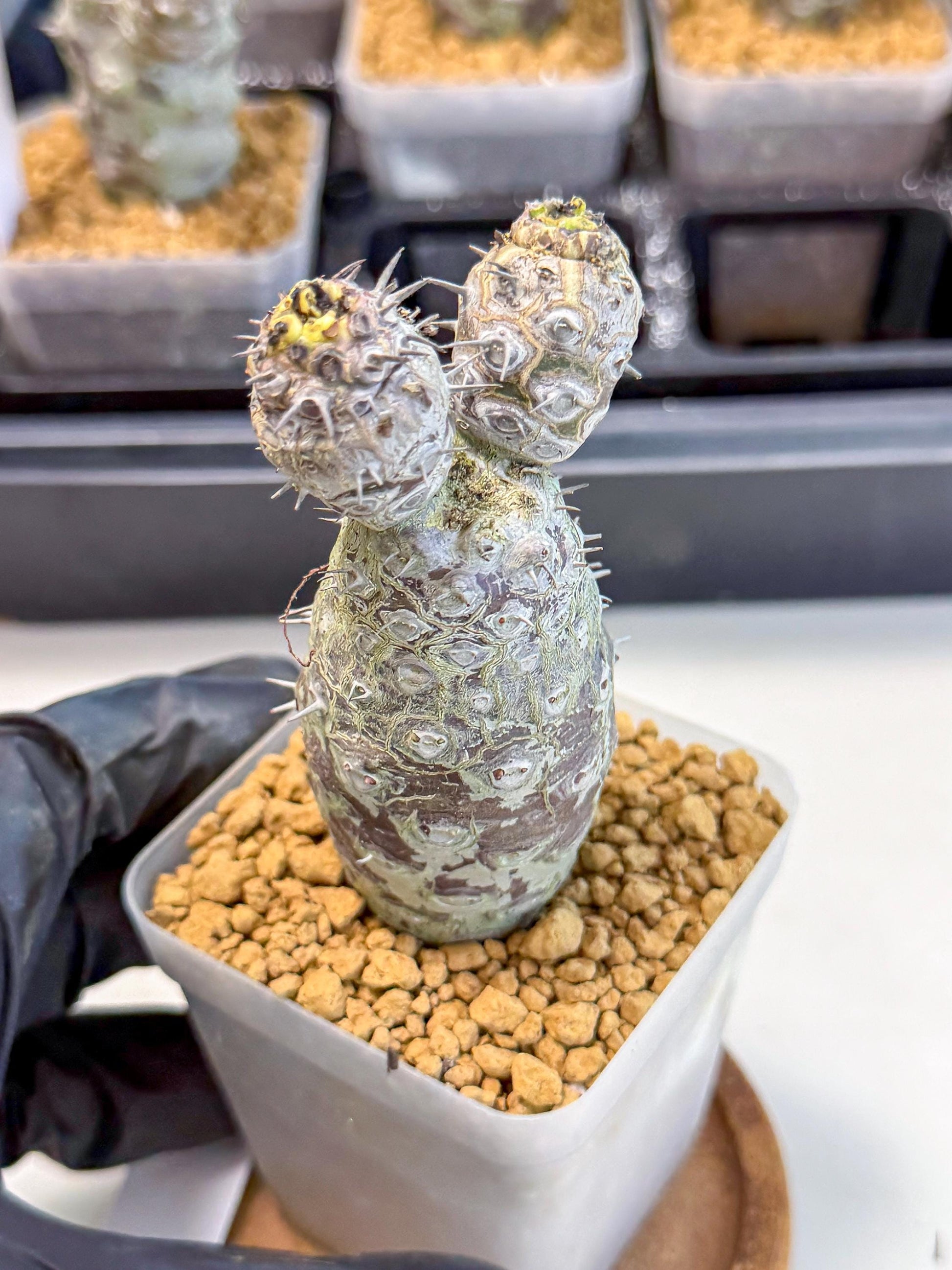 Pachypodioides (2) | Cactus Bonsai