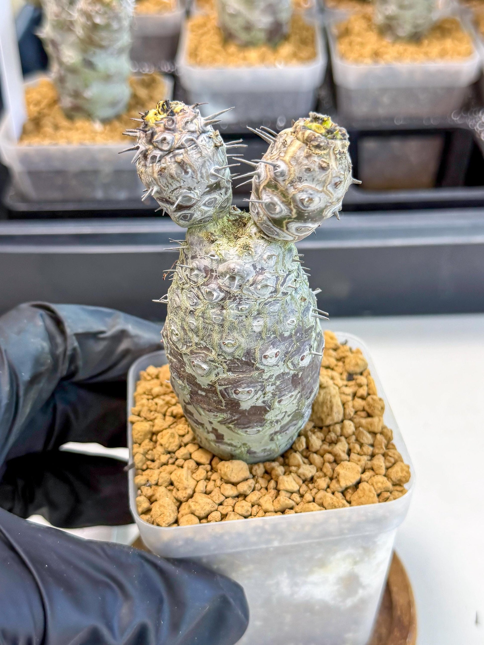 Pachypodioides (2) | Cactus Bonsai