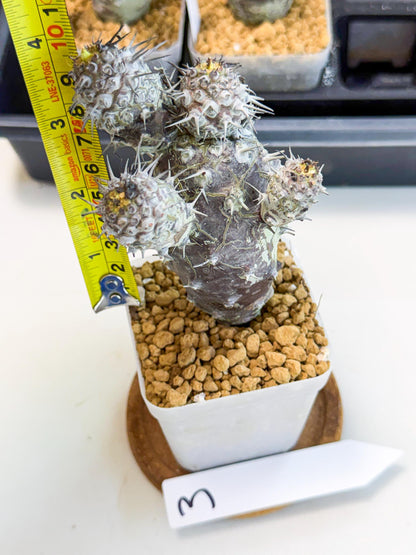 Pachypodioides (3) | Cactus Bonsai