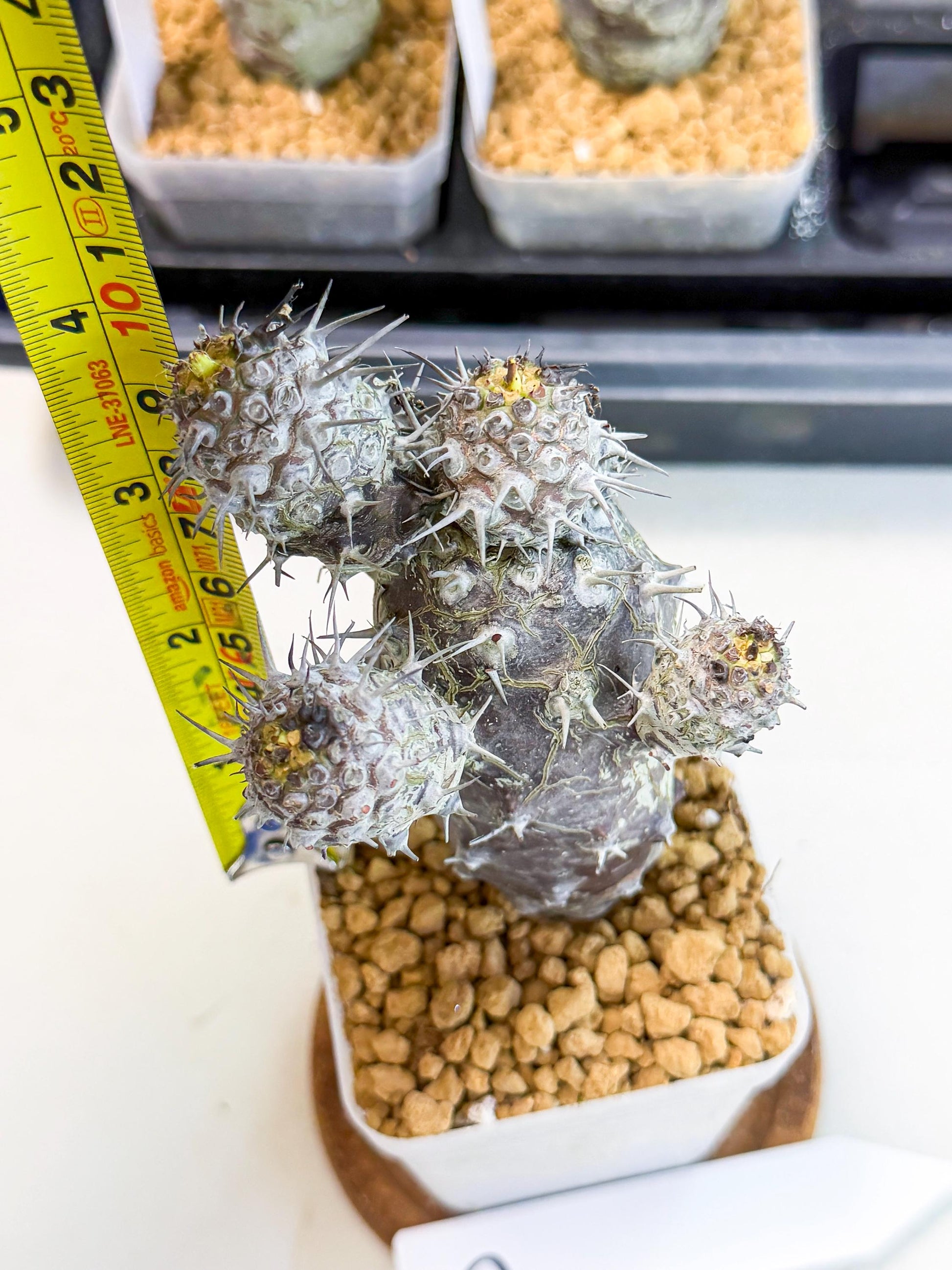 Pachypodioides (3) | Cactus Bonsai