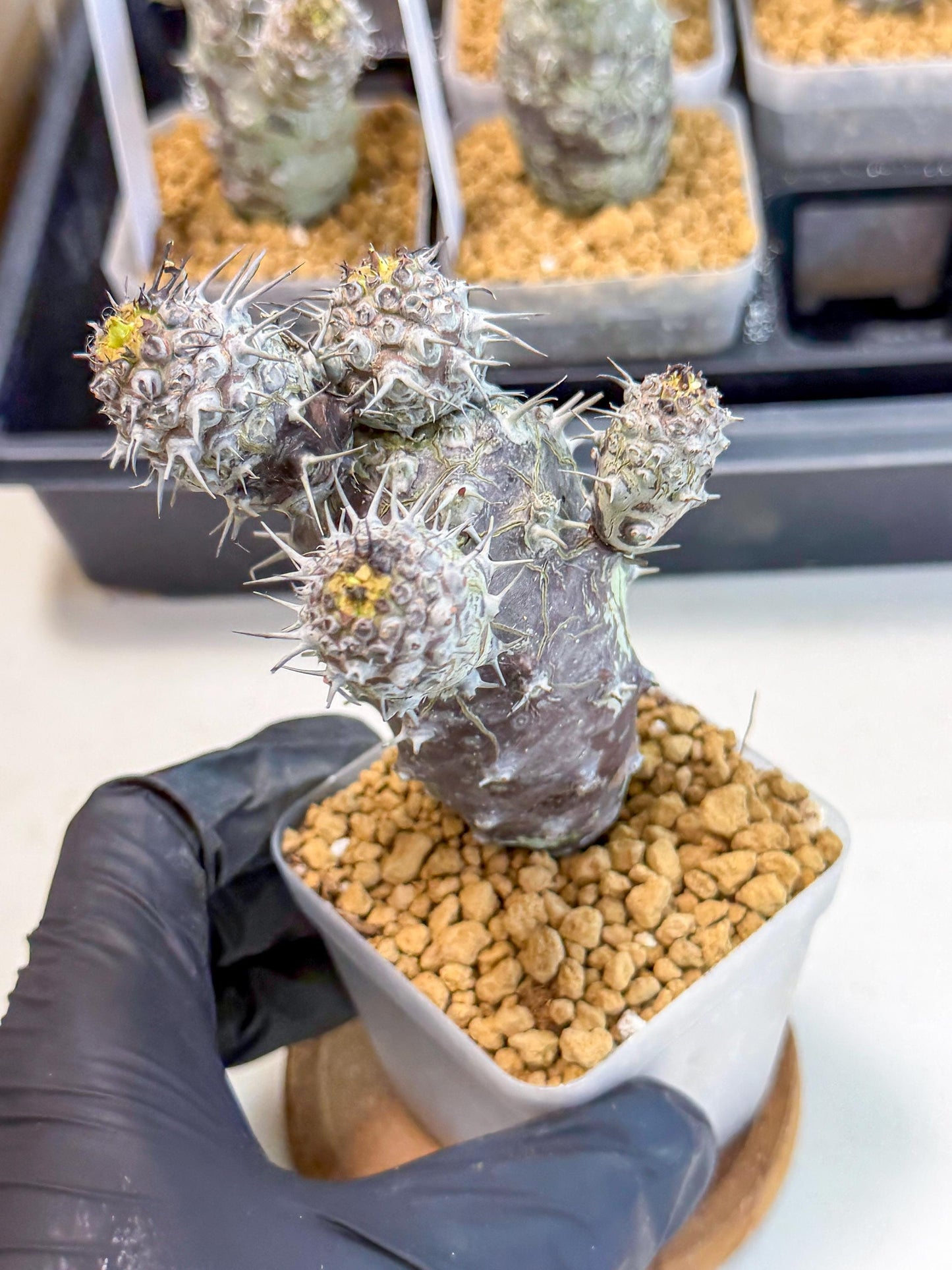 Pachypodioides (3) | Cactus Bonsai