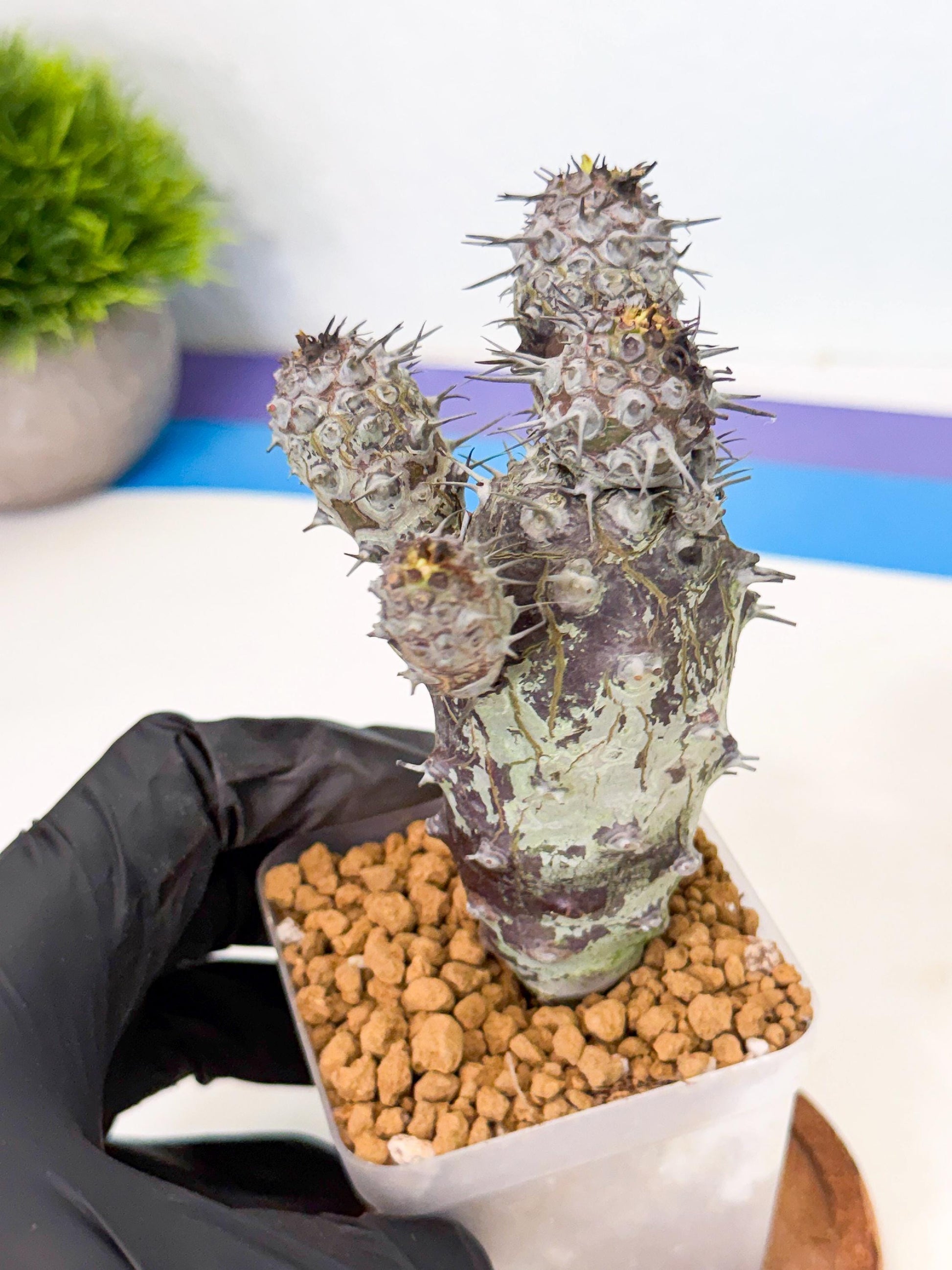 Pachypodioides (3) | Cactus Bonsai