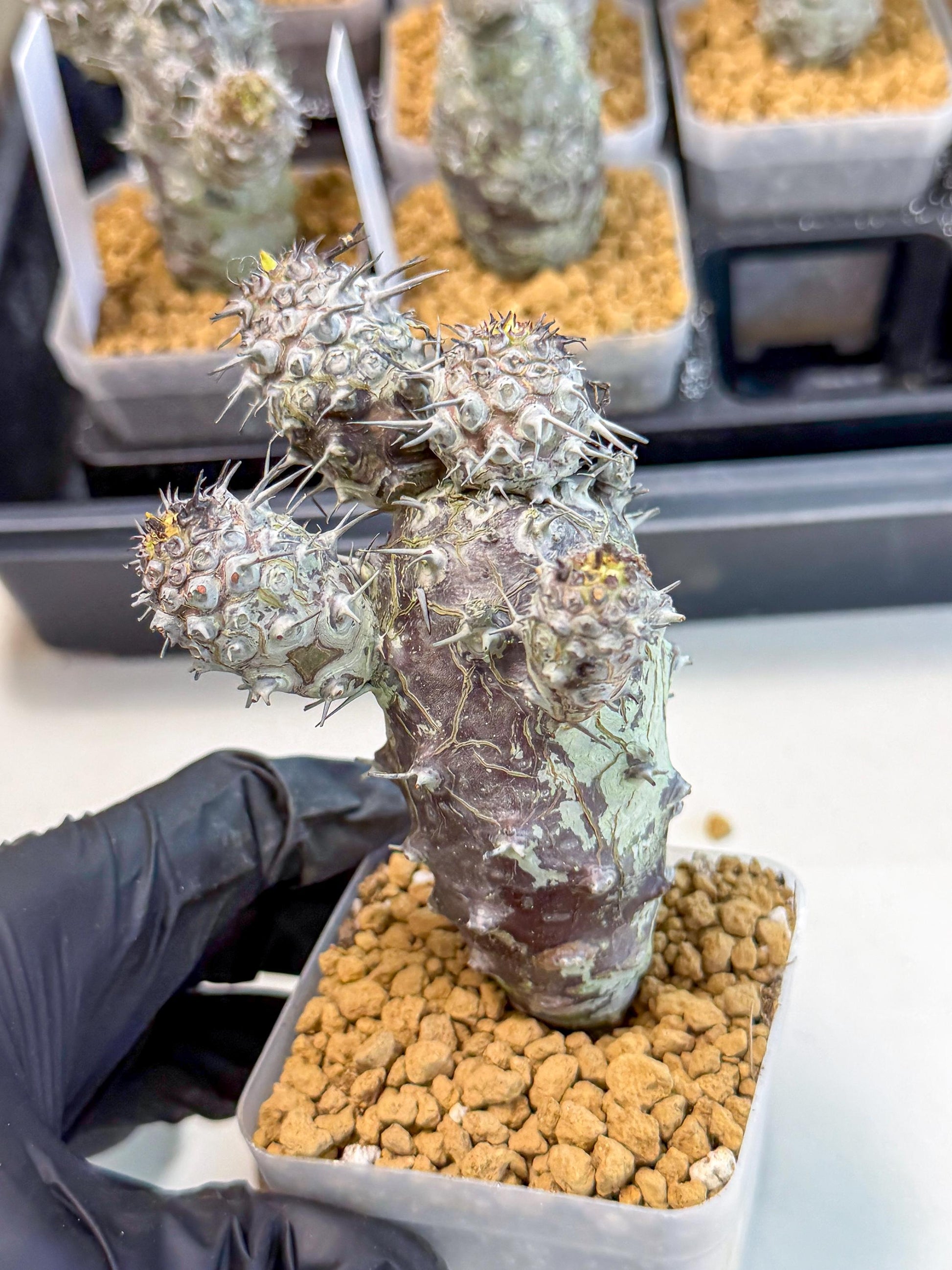 Pachypodioides (3) | Cactus Bonsai