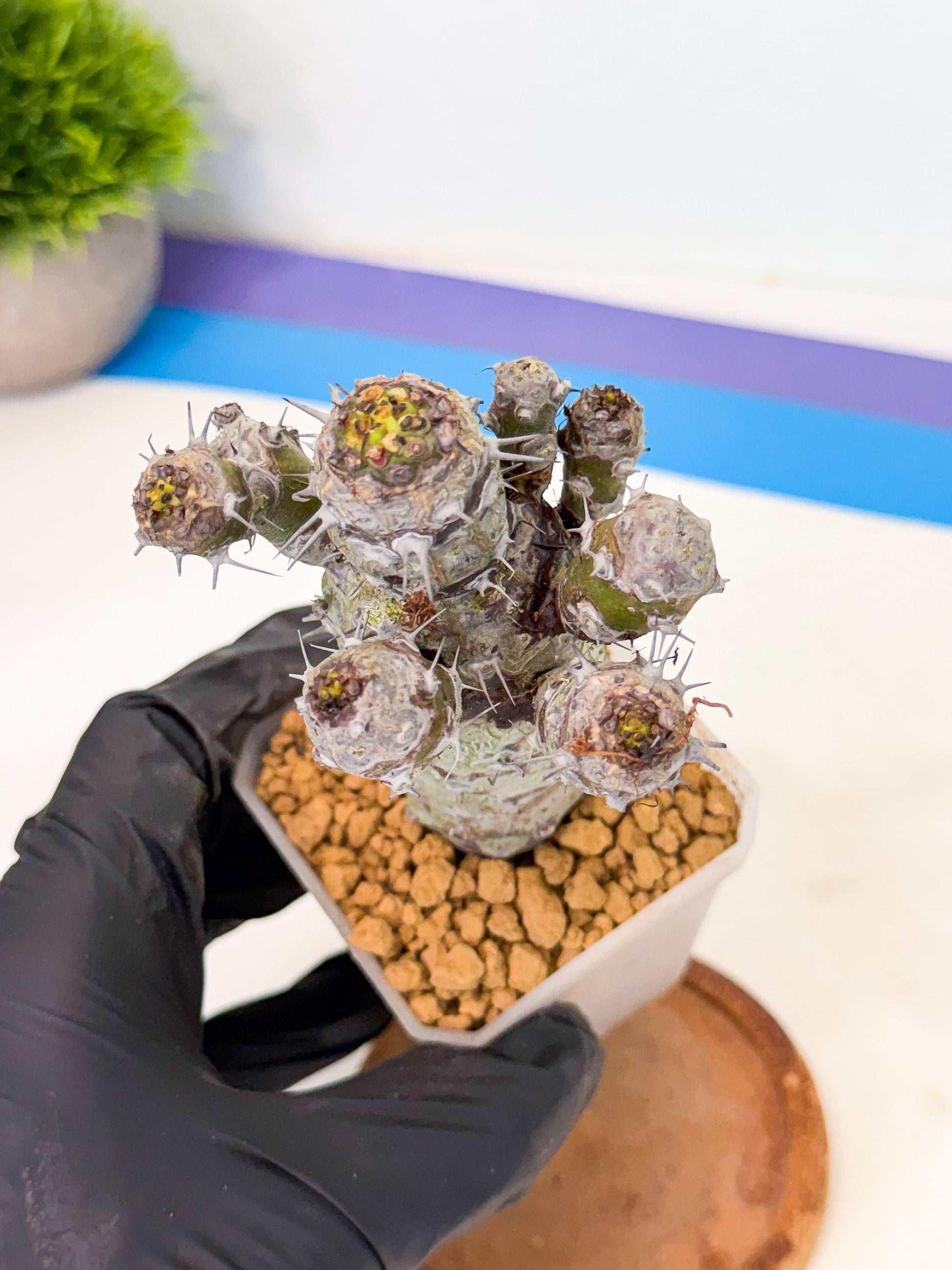 Pachypodioides (4) | Cactus Bonsai
