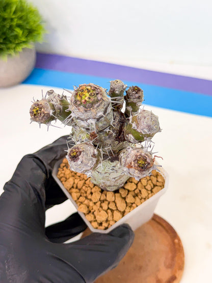 Pachypodioides (4) | Cactus Bonsai