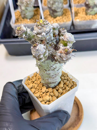 Pachypodioides (4) | Cactus Bonsai