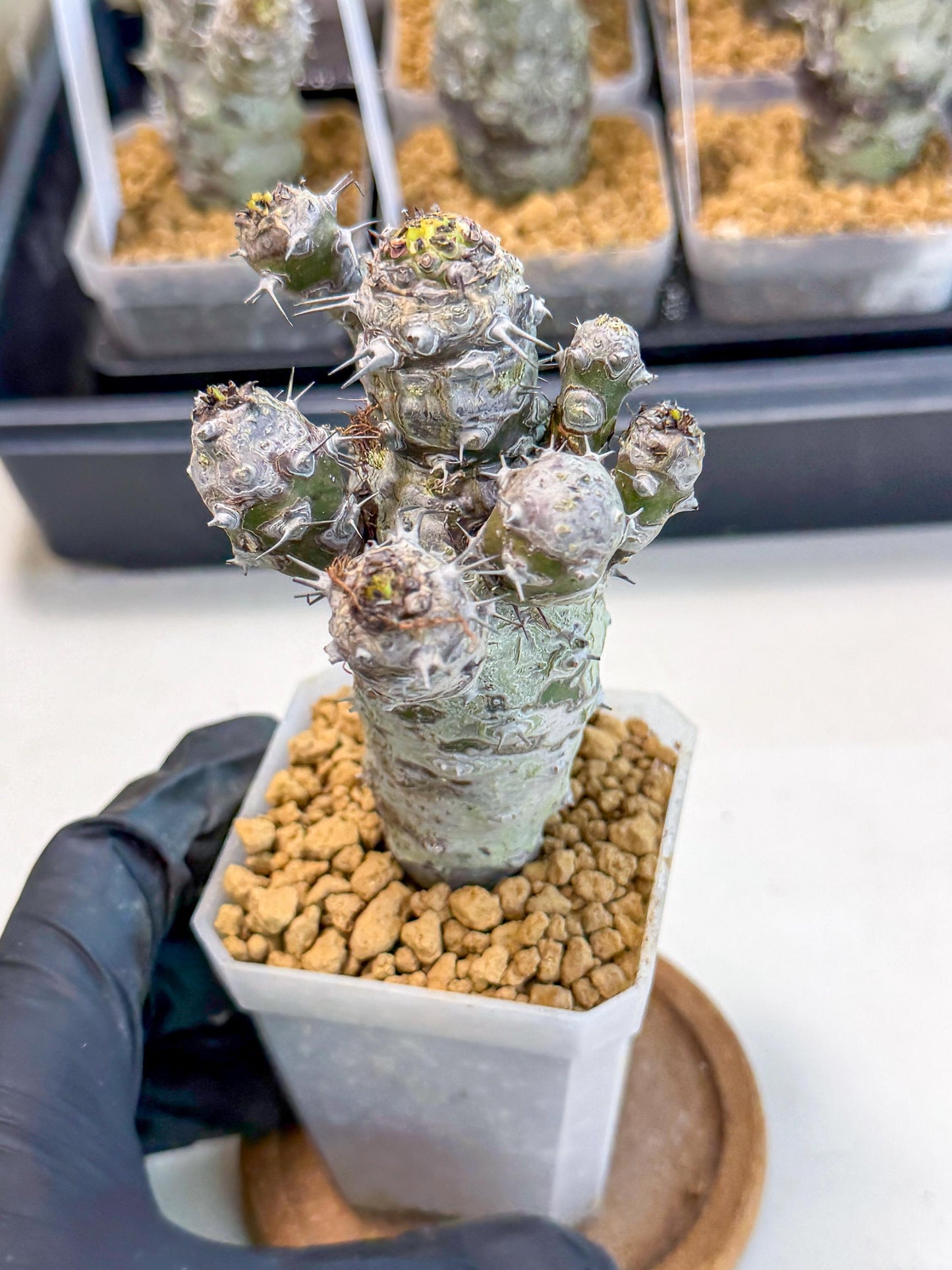 Pachypodioides (4) | Cactus Bonsai