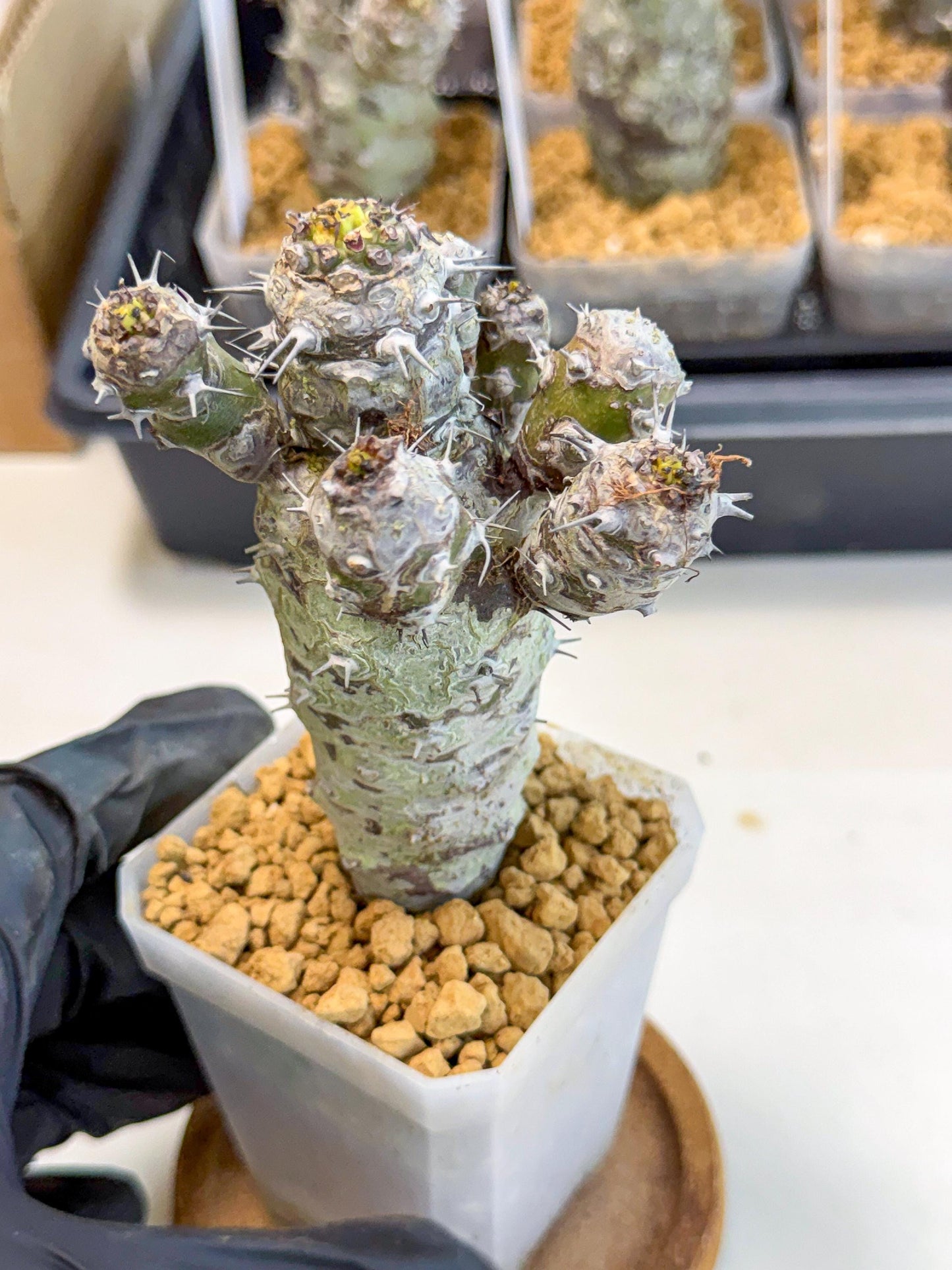 Pachypodioides (4) | Cactus Bonsai