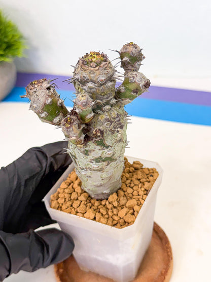 Pachypodioides (4) | Cactus Bonsai