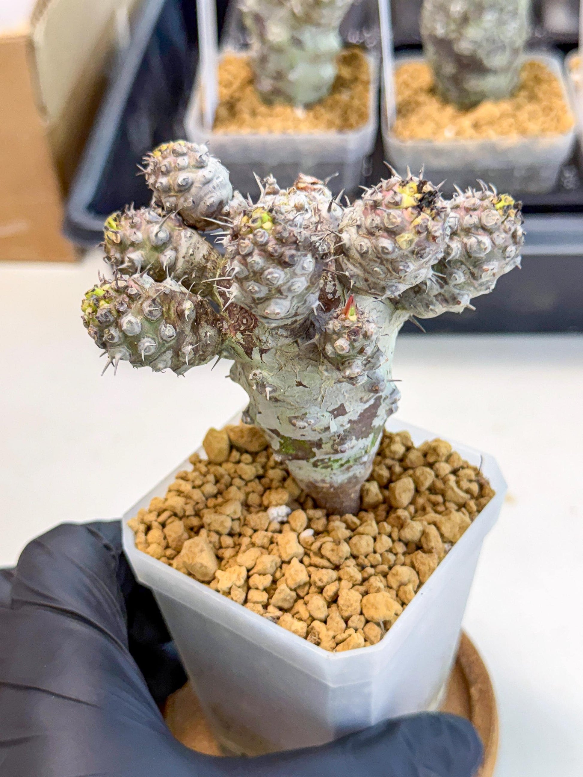 Pachypodioides (6) | Cactus Bonsai