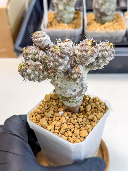 Pachypodioides (6) | Cactus Bonsai
