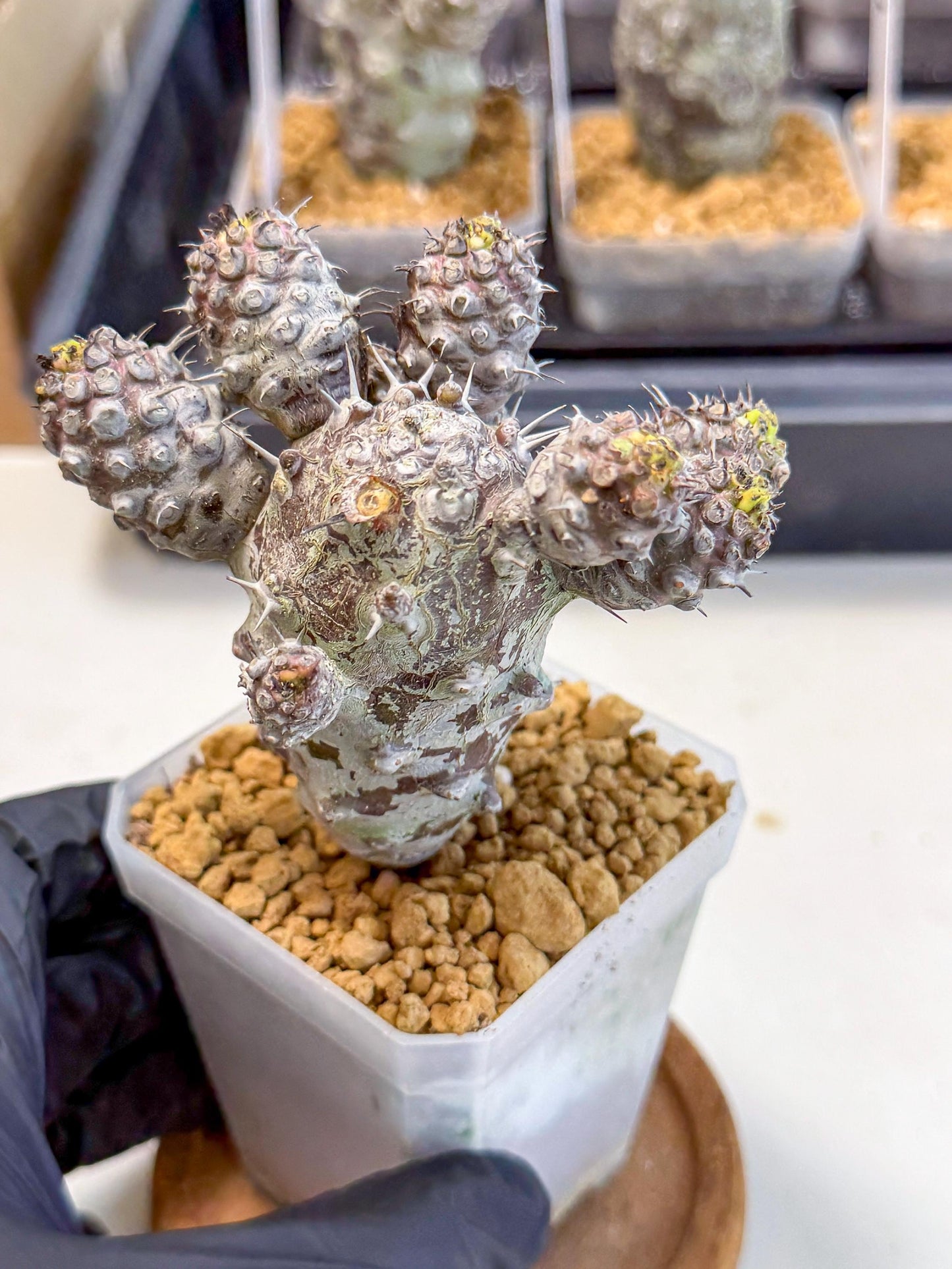 Pachypodioides (6) | Cactus Bonsai
