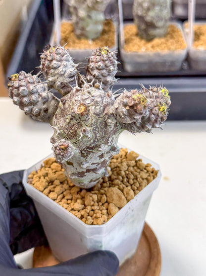 Pachypodioides (6) | Cactus Bonsai