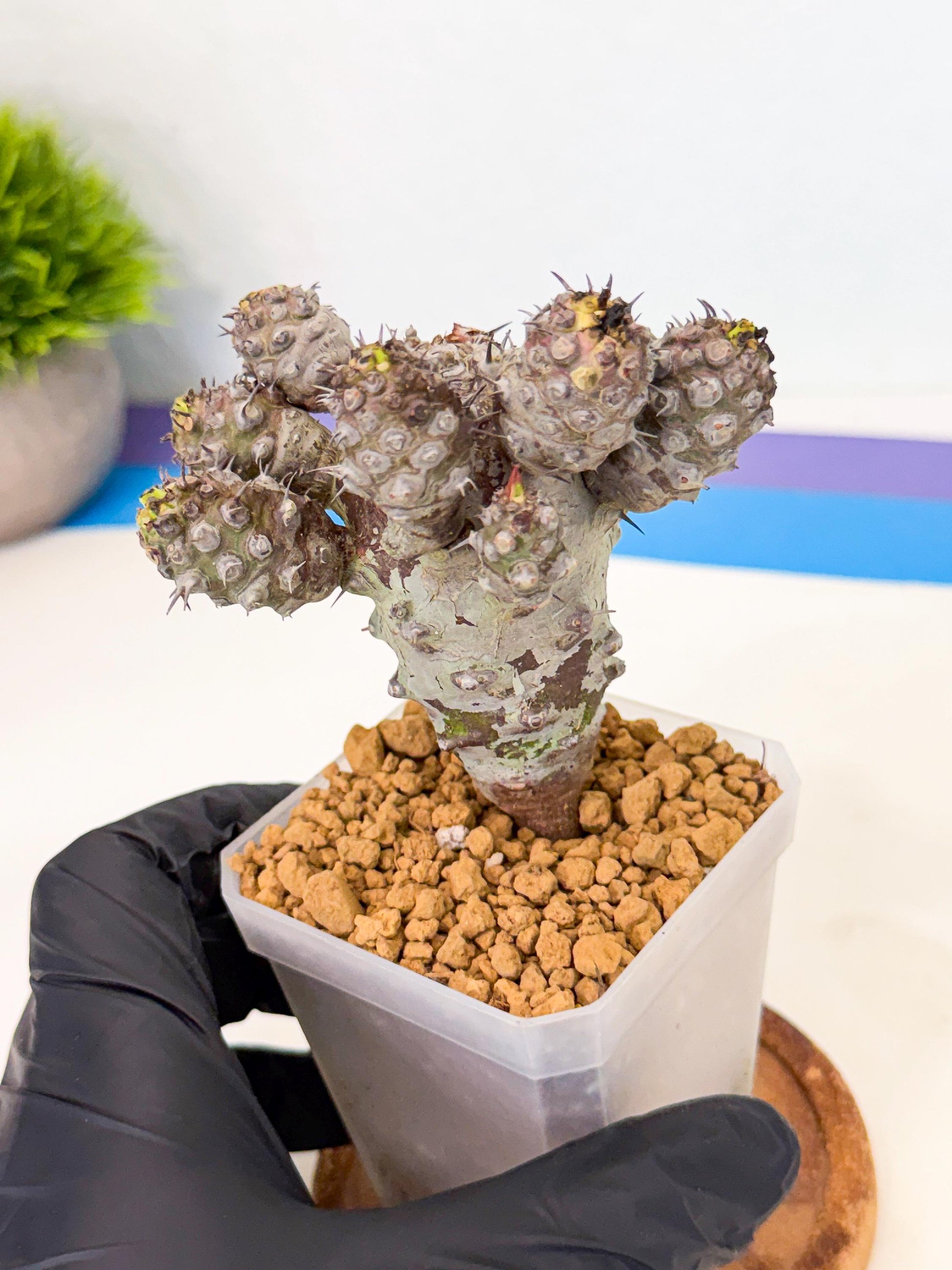 Pachypodioides (6) | Cactus Bonsai