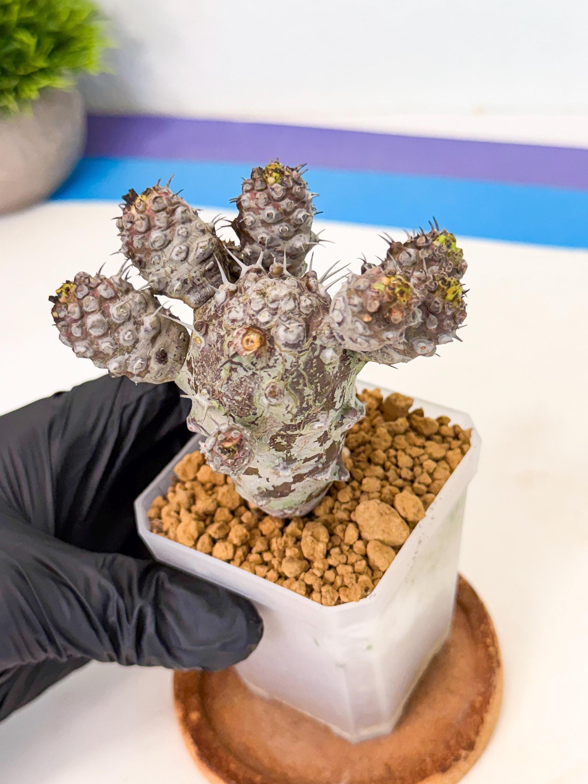 Pachypodioides (6) | Cactus Bonsai