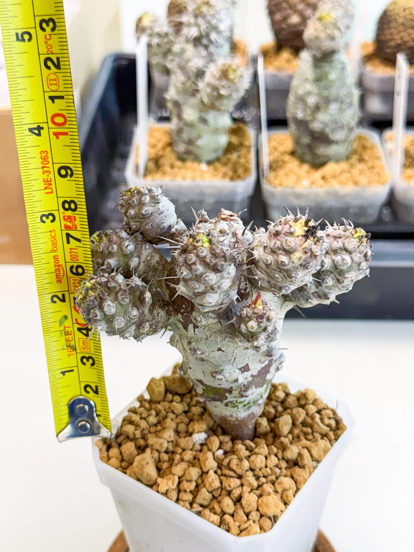 Pachypodioides (6) | Cactus Bonsai