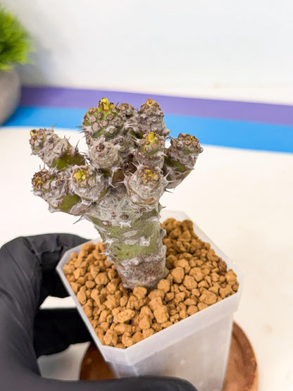 Pachypodioides (8) | Cactus Bonsai