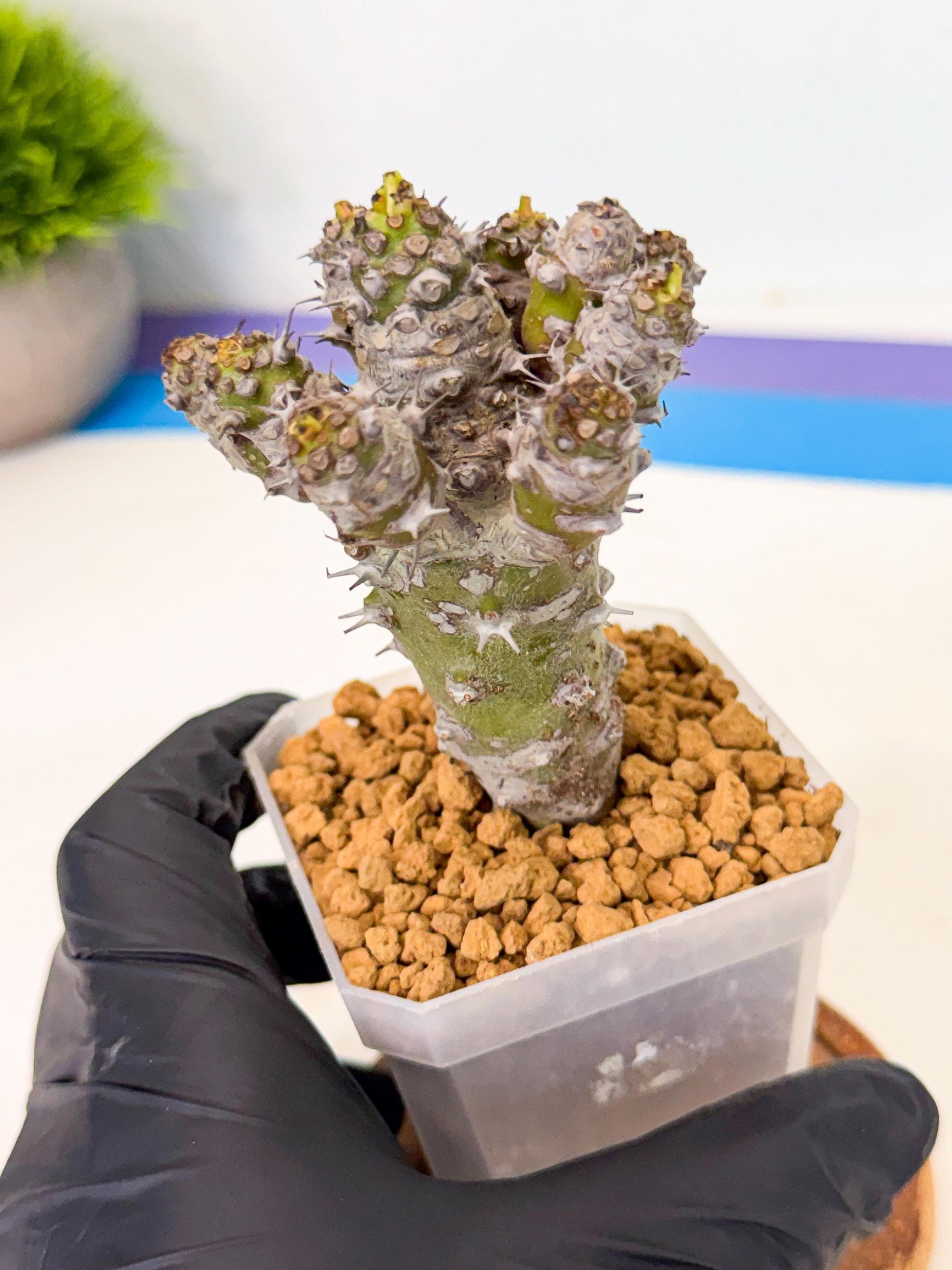 Pachypodioides (8) | Cactus Bonsai