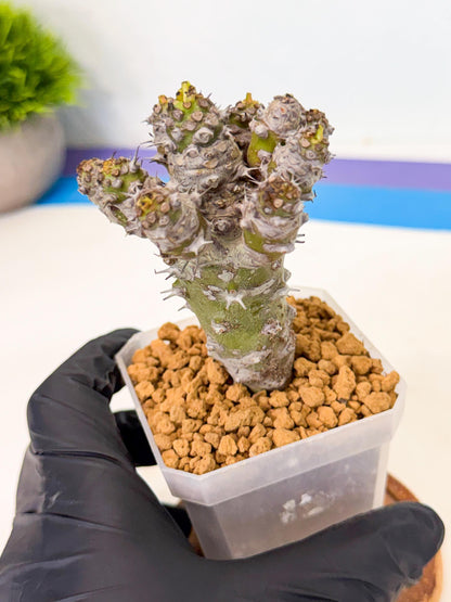 Pachypodioides (8) | Cactus Bonsai