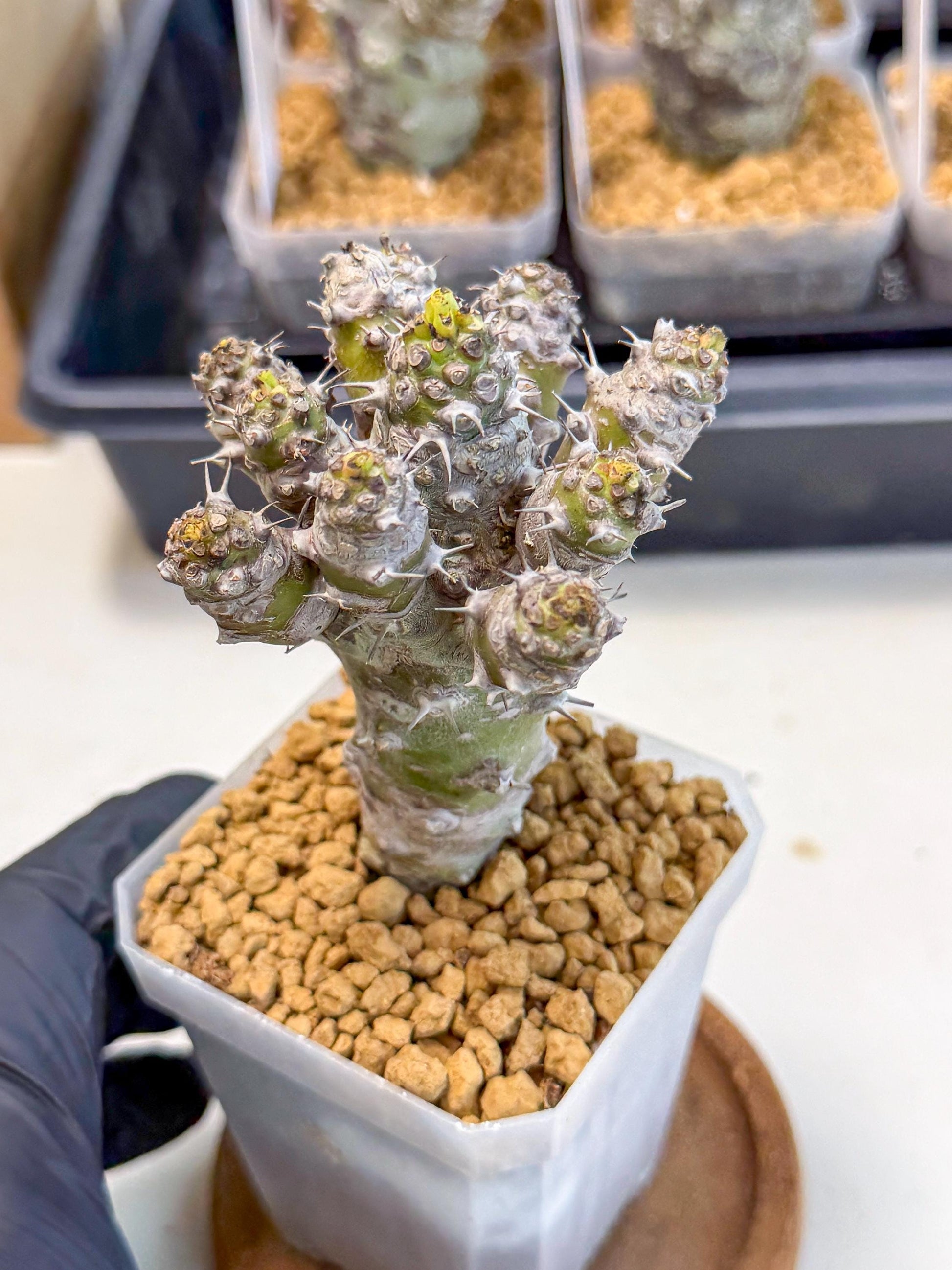 Pachypodioides (8) | Cactus Bonsai