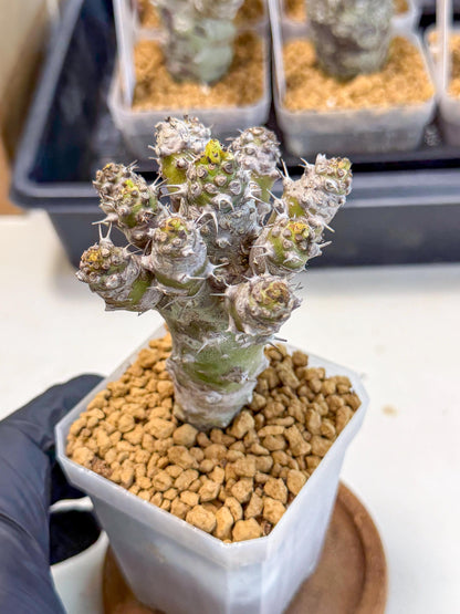 Pachypodioides (8) | Cactus Bonsai