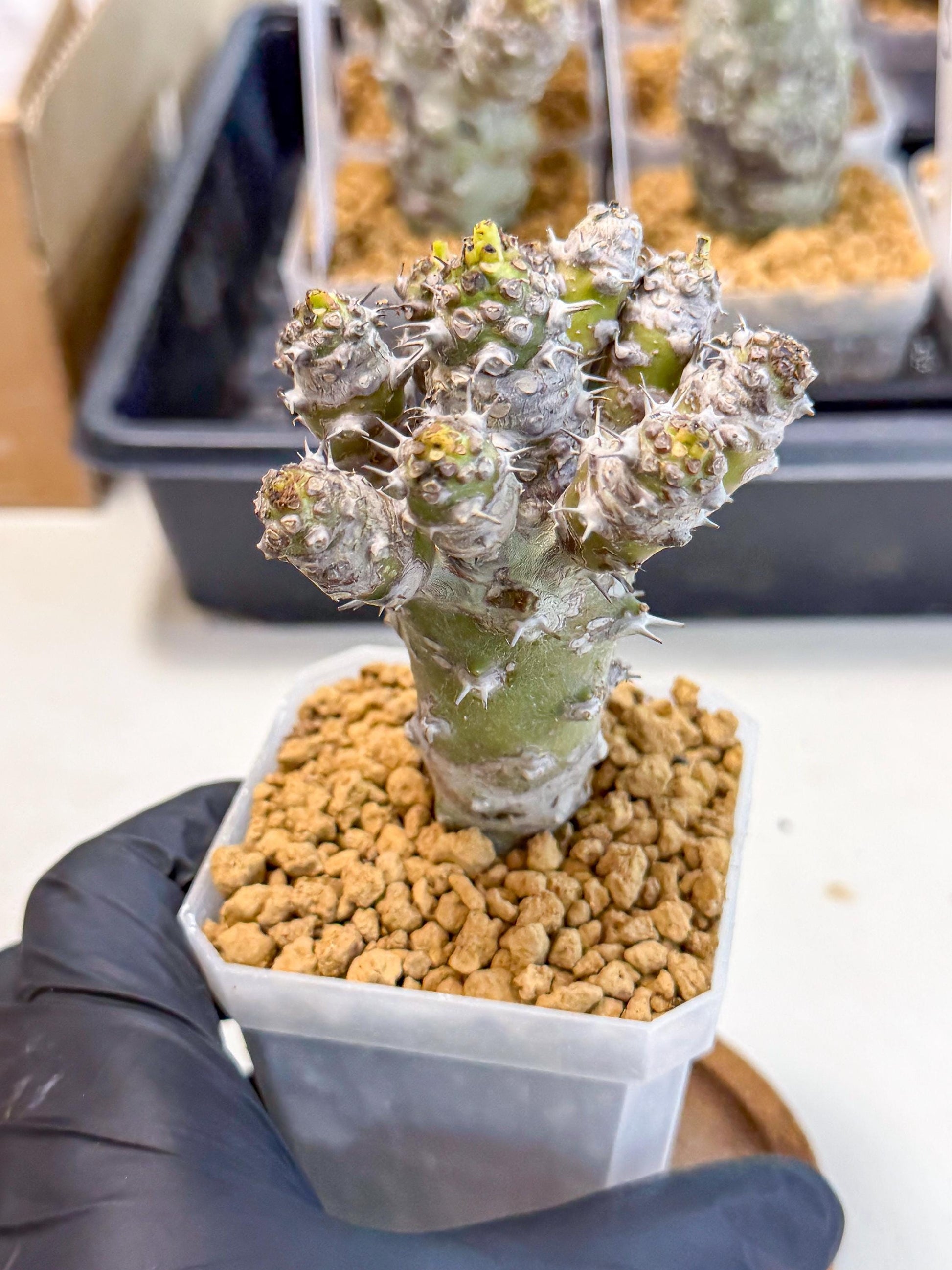 Pachypodioides (8) | Cactus Bonsai