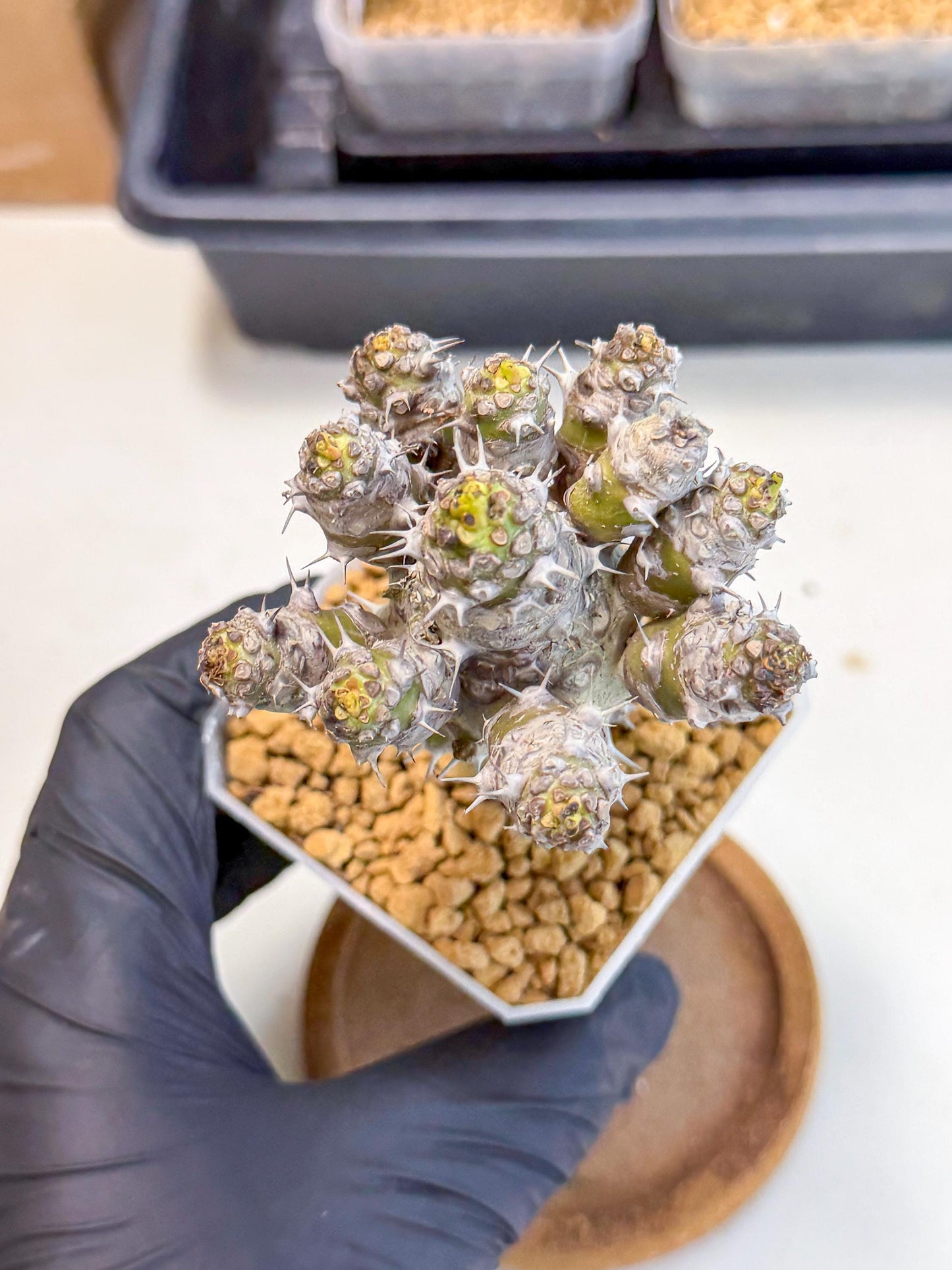 Pachypodioides (8) | Cactus Bonsai
