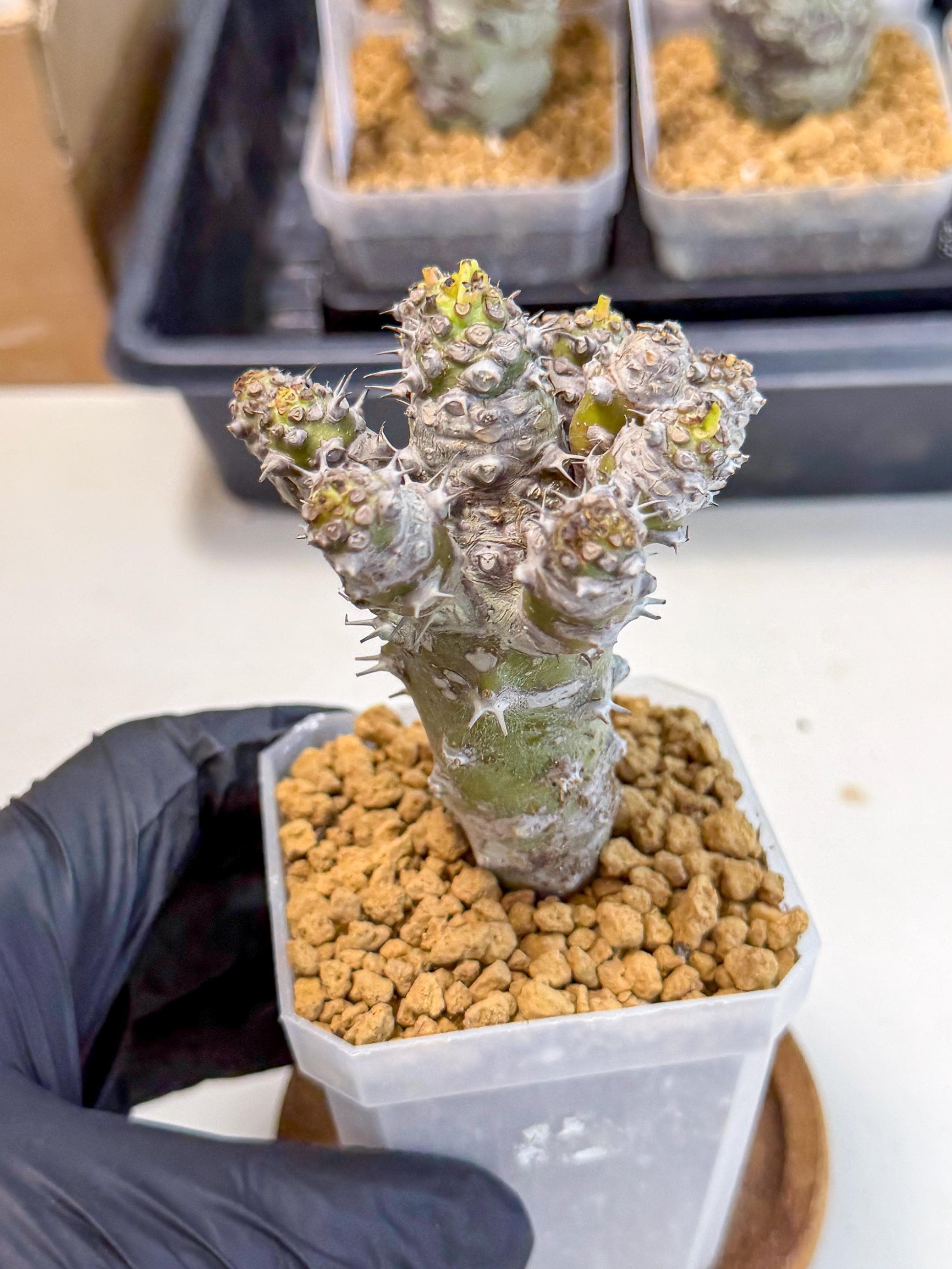 Pachypodioides (8) | Cactus Bonsai
