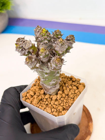 Pachypodioides (8) | Cactus Bonsai